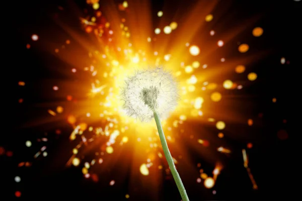 Löwenzahn Blume Auf Glänzendem Feuerwerk Hintergrund — Stockfoto
