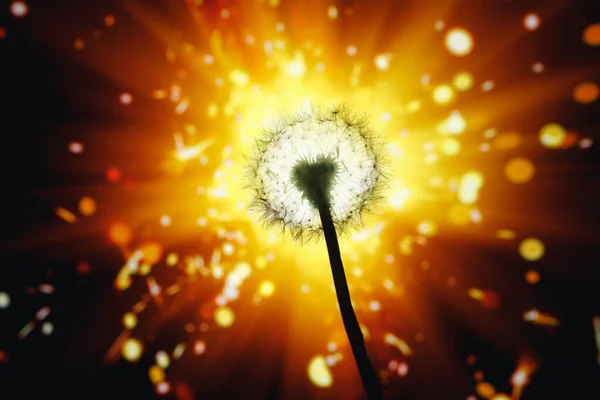 Löwenzahn Blume Silhouette Auf Glänzendem Feuerwerk Hintergrund — Stockfoto