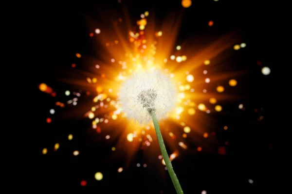 Fleur Pissenlit Sur Fond Feu Artifice Brillant — Photo