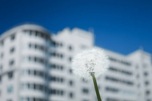 dandelion flower against high-rise apartment building