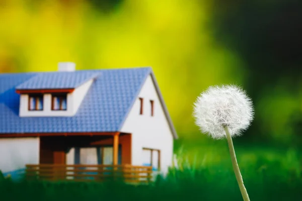 家や緑の草を背景にしたタンポポの花 — ストック写真