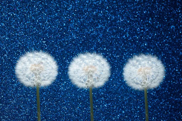 Mavi Arkaplanda Karahindiba Çiçeği — Stok fotoğraf