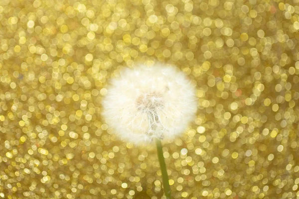 Цветок Одуванчика Золотом Фоне Боке — стоковое фото