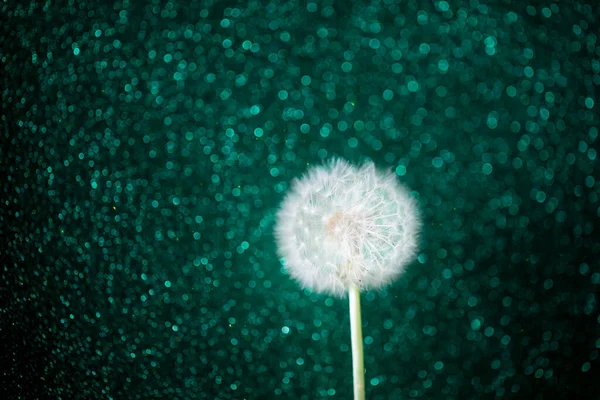 Fleur Pissenlit Sur Fond Paillettes Émeraude — Photo