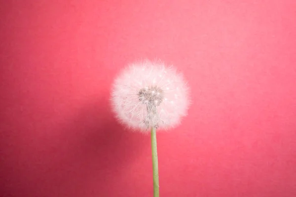 Dandelion Flower Pink Background — Stock Photo, Image