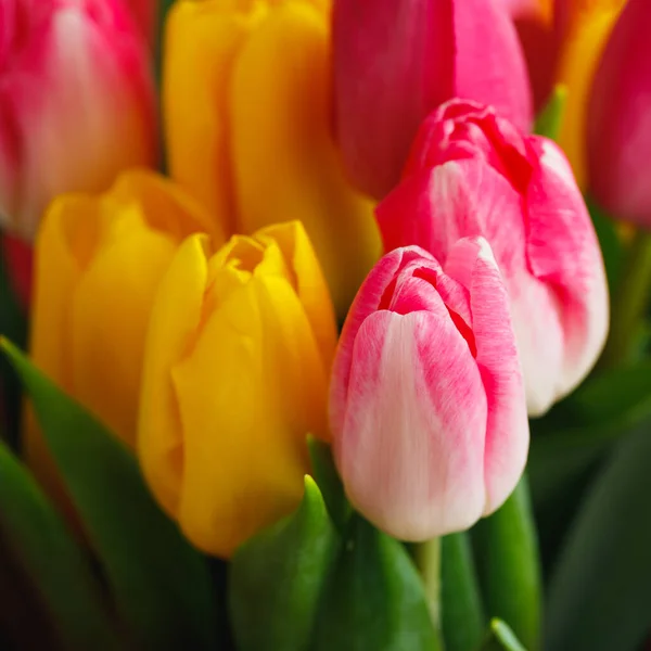 Tulipan Kwiaty Bukiet Zbliżenie Widok Tło — Zdjęcie stockowe