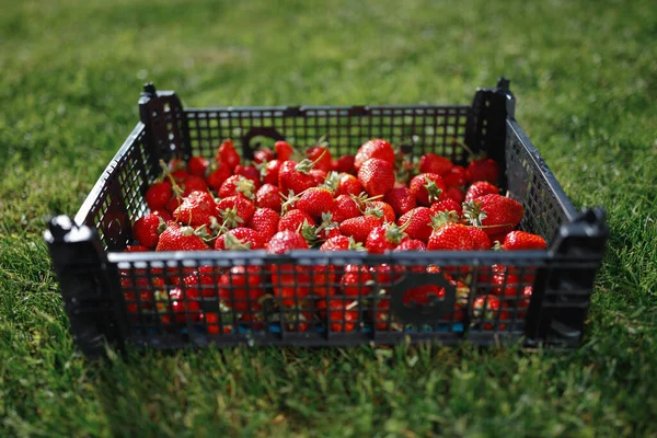 Strawberries Box Green Lawn Background — Stock Photo, Image