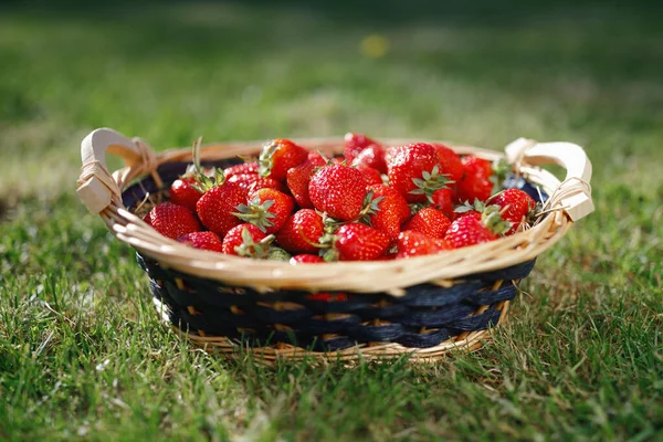 Strawberries Basket Green Lawn Background — Stock Photo, Image