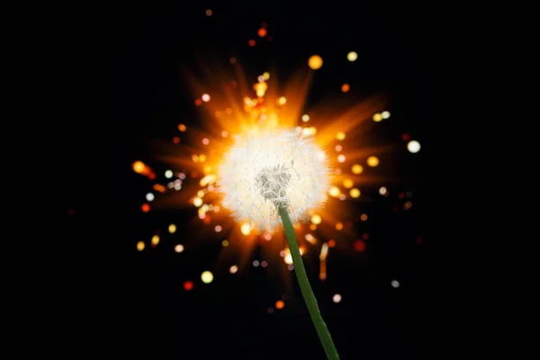 Pampeliška Květina Lesklém Pozadí Ohňostroje — Stock fotografie