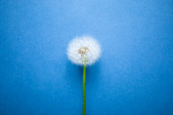 青い背景にタンポポの花 — ストック写真