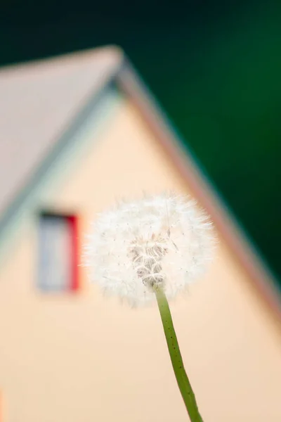 Цветок Одуванчика Фоне Крыши Дома — стоковое фото