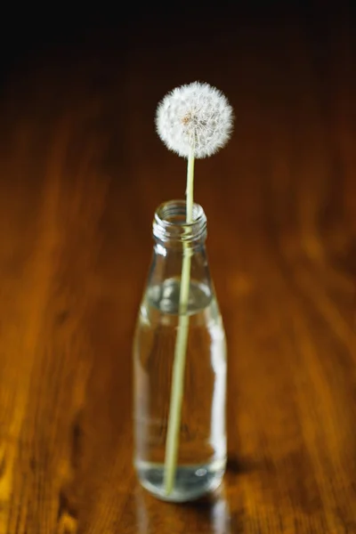 dandelion flower in a bottle, wooden brown background