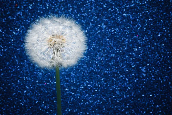 Цветок Одуванчика Голубом Фоне Блесток — стоковое фото