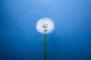 Mavi arkaplanda karahindiba çiçeği