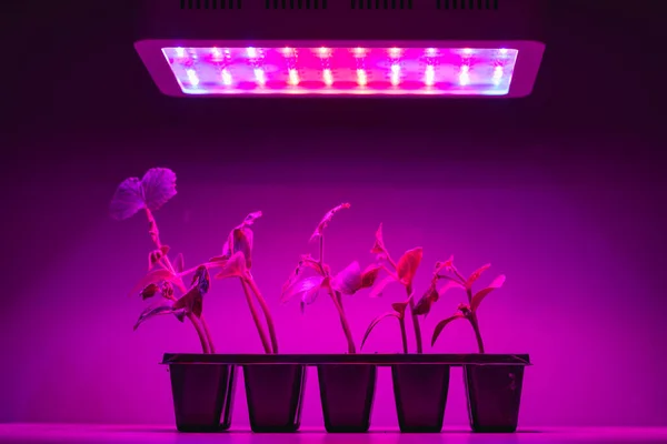 Cucumber Sprouts Led Light Grow Lamp — Stock Photo, Image