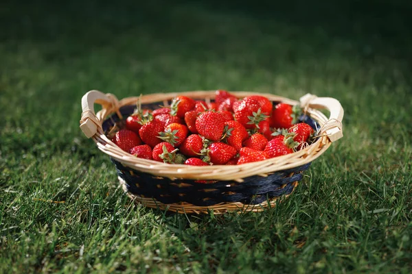 Strawberries Basket Green Lawn Background — Stock Photo, Image