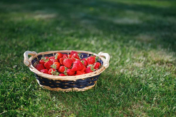 Aardbeien Mand Groene Gazon Achtergrond — Stockfoto