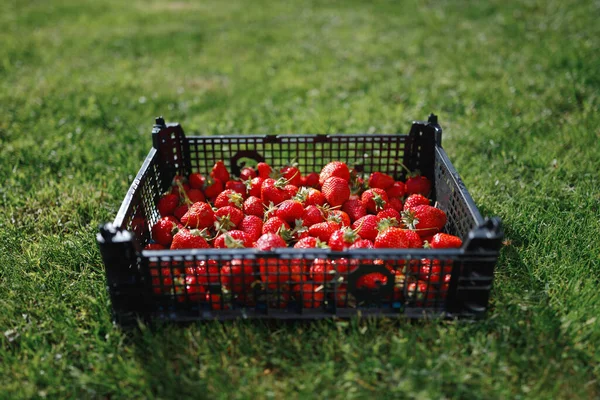 Strawberries Box Green Lawn Background — Stock Photo, Image