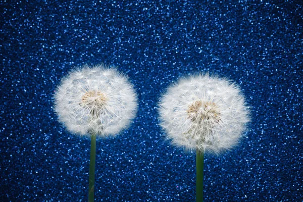 青い輝きの背景に2つのタンポポの花 — ストック写真