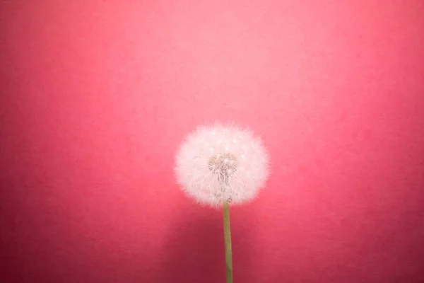 dandelion flower on pink background