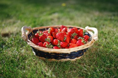 Çilek sepeti yeşil arka planda