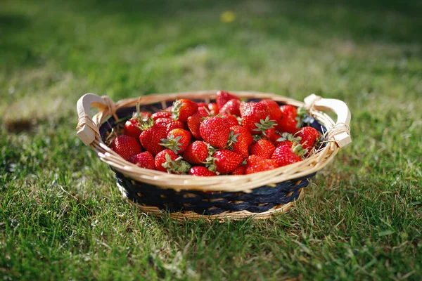Çilek sepeti yeşil arka planda