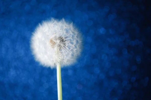 Kwiat Mniszka Lekarskiego Niebieskim Tle Bokeh — Zdjęcie stockowe