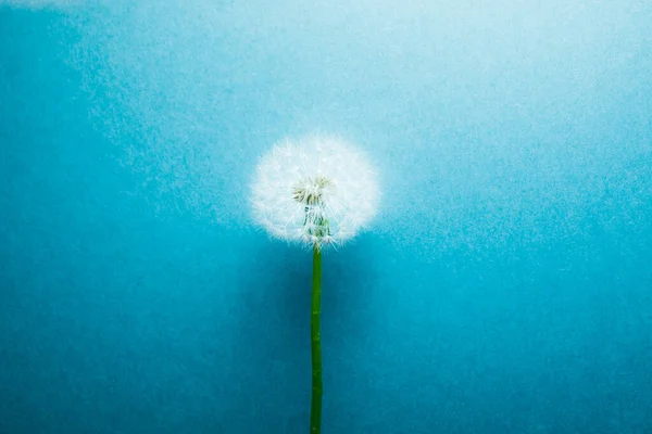 エメラルドの背景にタンポポの花 — ストック写真
