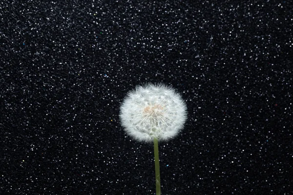 黒の輝きの背景にタンポポの花 — ストック写真