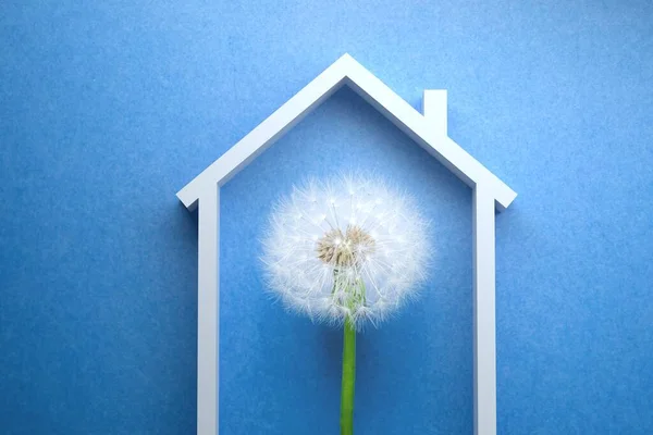 Цветок Одуванчика Крышей Дома Концепция Страхования Синий Фон — стоковое фото