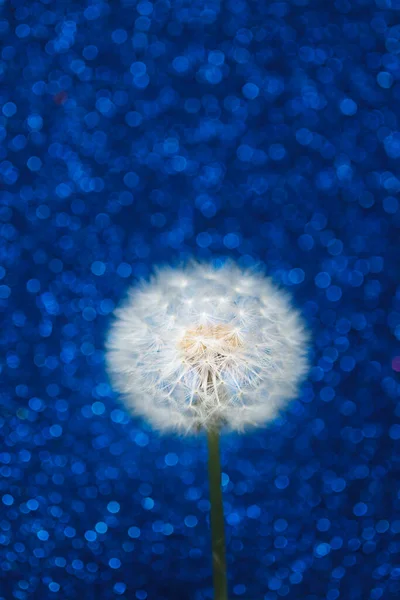 Löwenzahn Blume Auf Blauem Bokeh Hintergrund — Stockfoto