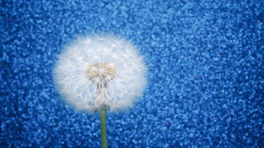 Mavi arkaplanda karahindiba çiçeği