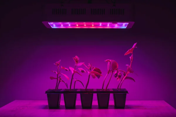 cucumber sprouts under led light grow lamp
