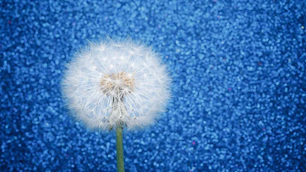 青い輝きの背景にタンポポの花 — ストック写真