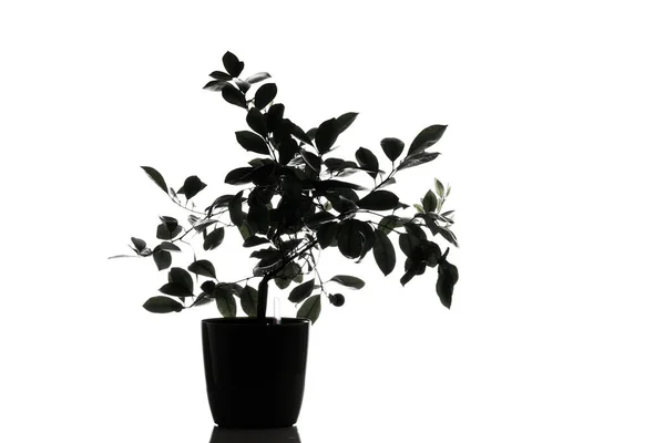 Mandalina Ağacı Siyah Silueti Beyaz Üzerine Izole Edilmiş — Stok fotoğraf