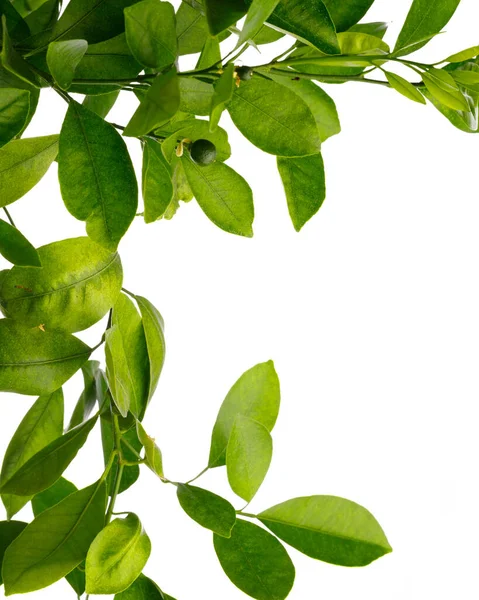 Hojas Verdes Árbol Mandarina Aisladas Blanco —  Fotos de Stock