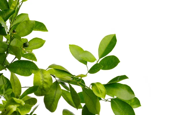 Mandalina Ağacının Yeşil Yaprakları Beyazlar Içinde Soyutlanmıştır — Stok fotoğraf