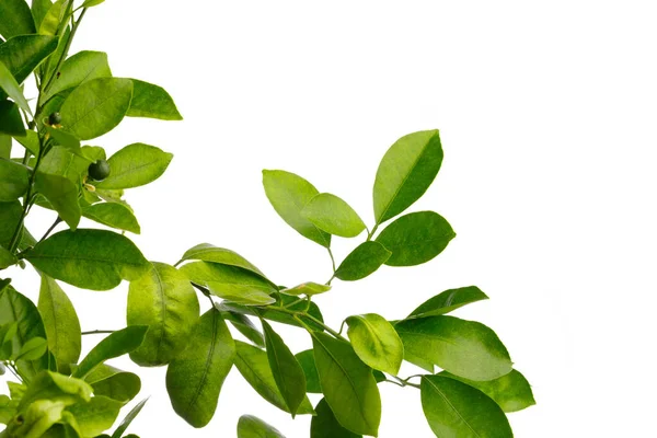 Green Leaves Tangerine Tree Isolated White — Stock Photo, Image