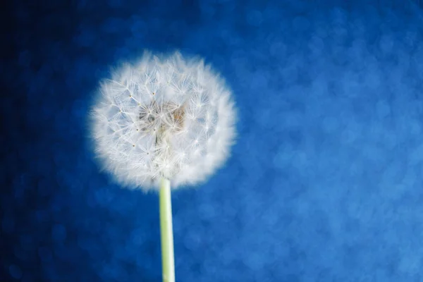 Цветок Одуванчика Синем Фоне Боке — стоковое фото