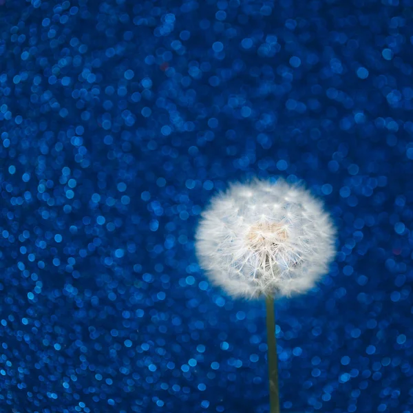 Mavi Bokeh Arkaplanda Karahindiba Çiçeği — Stok fotoğraf