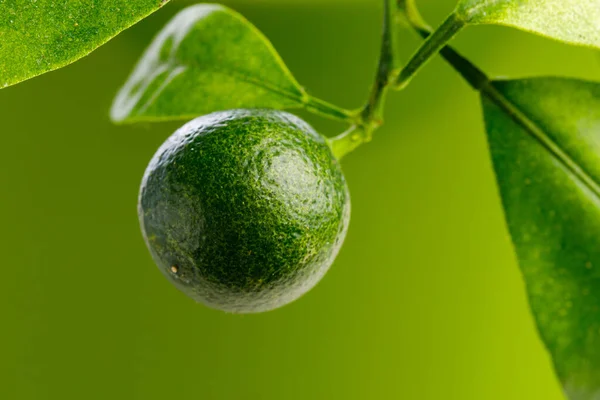 Fruto Inmaduro Árbol Mandarina Fondo Verde — Foto de Stock