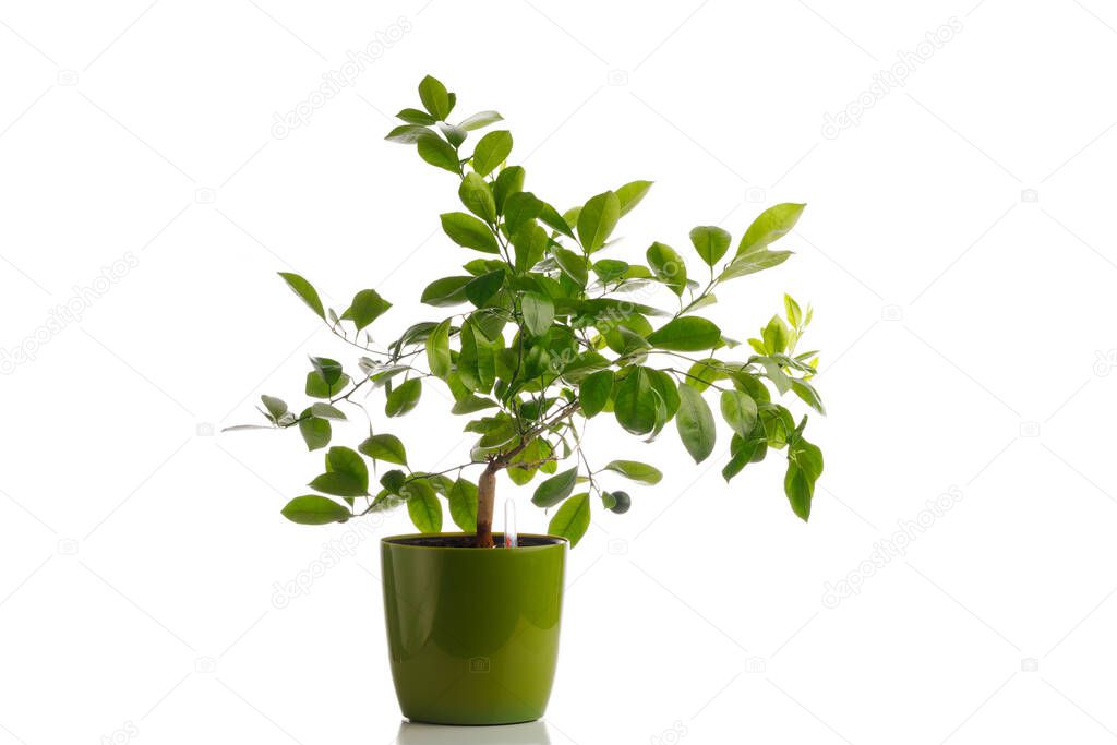 green tangerine tree in self watering planter pot, isolated on white