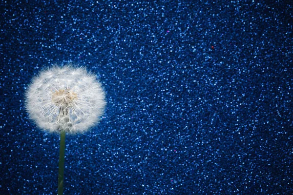 dandelion flower on blue glitter background