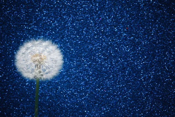 Flor Dente Leão Fundo Brilho Azul — Fotografia de Stock