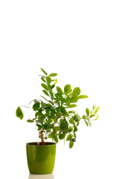 Tangerina Verde Vaso Plantio Auto Regável Isolado Branco — Fotografia de Stock