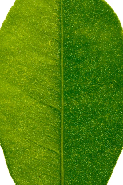 Textura Hoja Verde Del Árbol Mandarina Aislado Blanco —  Fotos de Stock