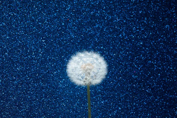 Flor Dente Leão Fundo Brilho Azul — Fotografia de Stock