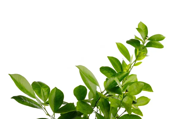 Gröna Blad Tangerinträd Isolerade Vita — Stockfoto