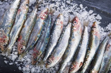 Taze sardalye veya kayrak bir arka plan üzerine kaba tuz katmandaki yaptı