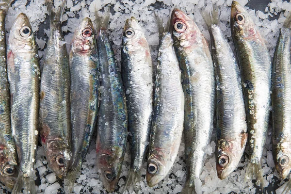 在石板背景上的粗盐层上的新鲜沙丁鱼或沙丁鱼 — 图库照片